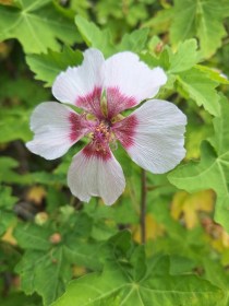 Ahornblättrige Malve, Malva acerifolia, évelő, fásszárú